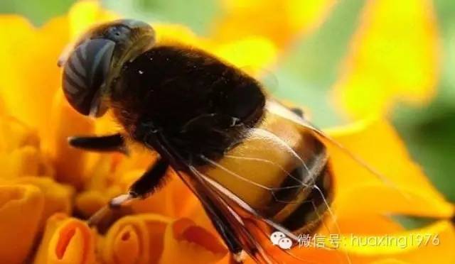 蜂产品，我们还能享受多久？蜂群神秘消失—元凶到底是谁？
