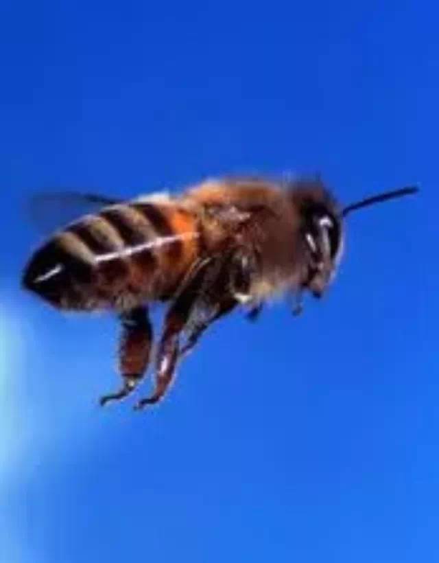 蜜蜂的命运和人类的命运