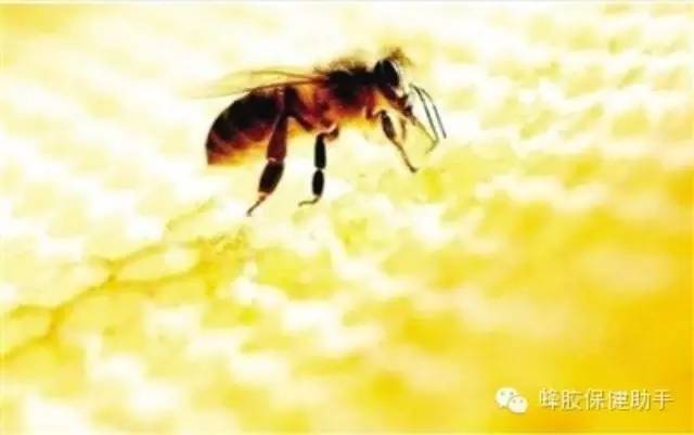 蜂胶的作用你了解多少 抗癌防癌更养颜