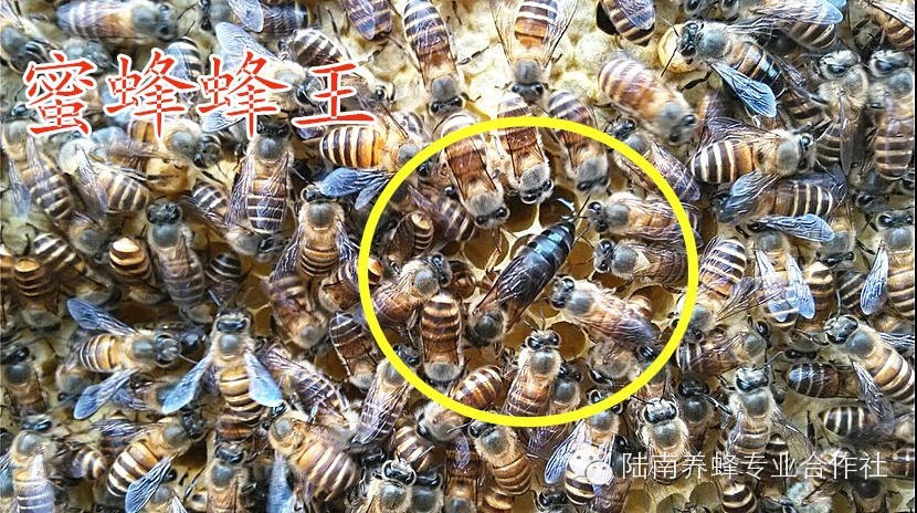 拯救小蜜蜂 保护大自然