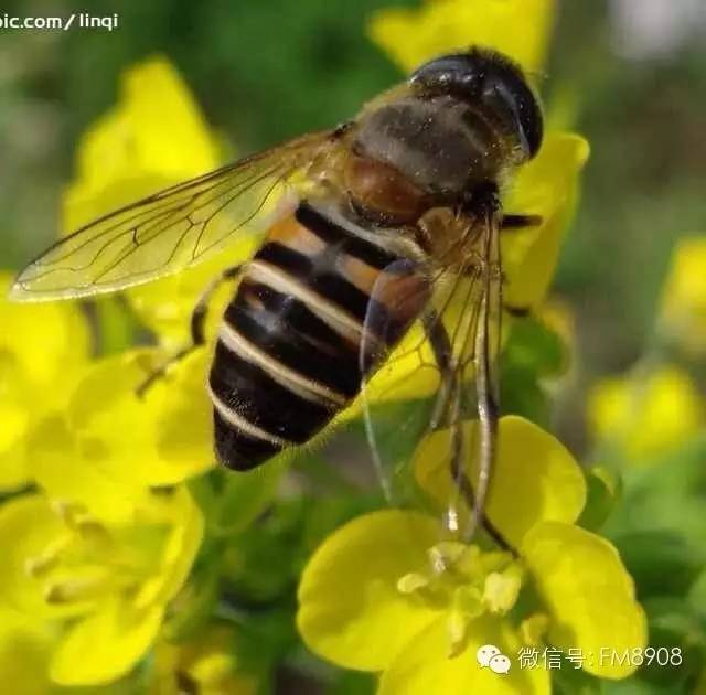 如何辨别真假蜂蜜和蜂蜜保质期