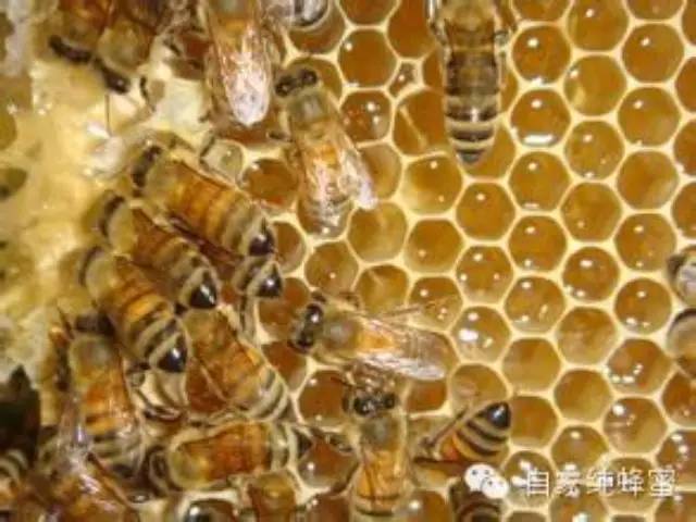 孕妇能喝蜂蜜吗 怎样喝蜂蜜更健康