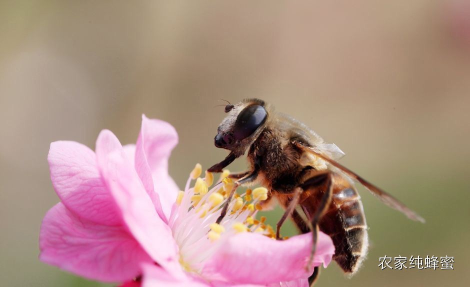 蜂蜜有效治疗五官疾病