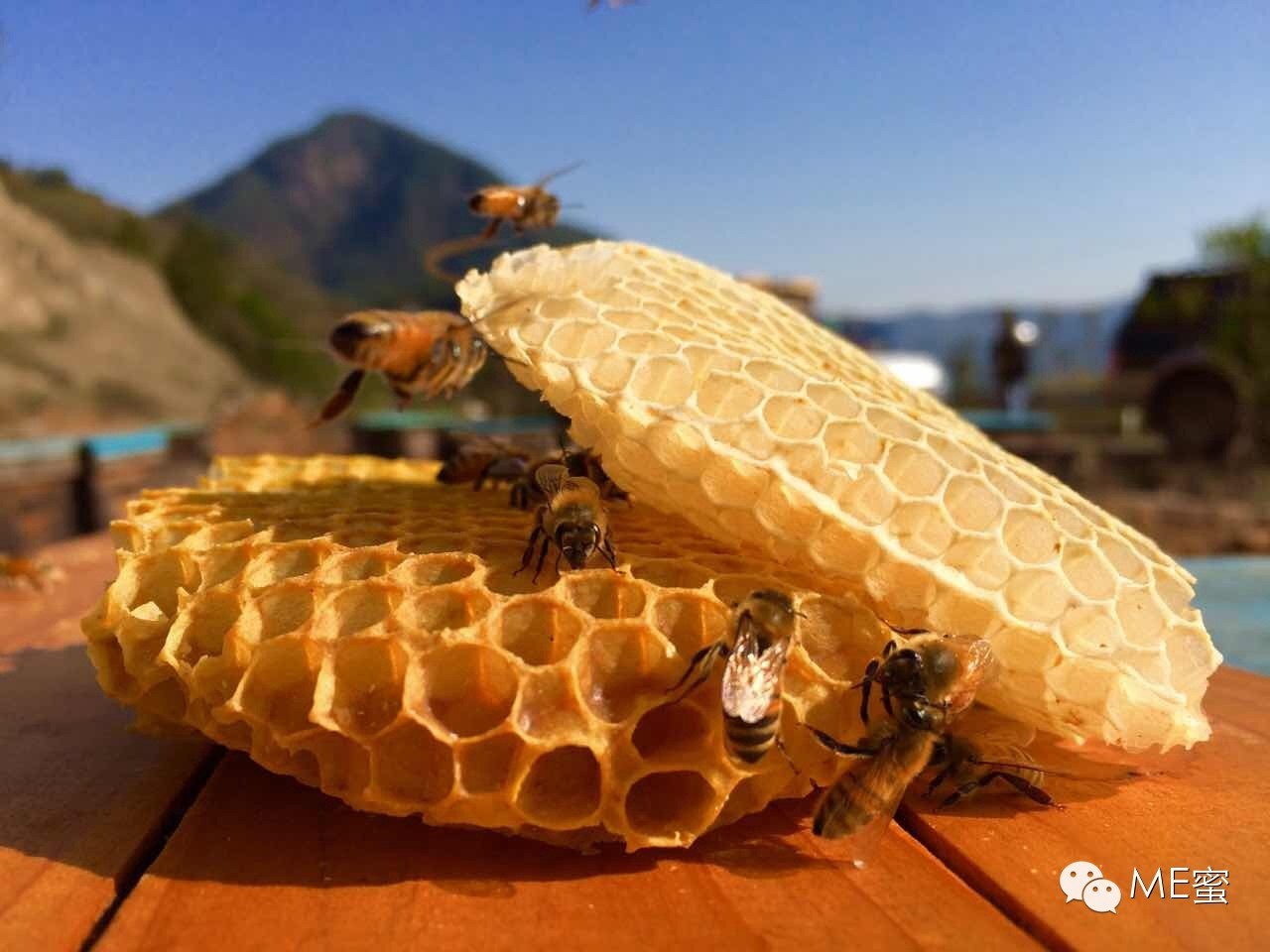 【养蜂人故事】跑遍半个中国，只为酿造甜蜜生活