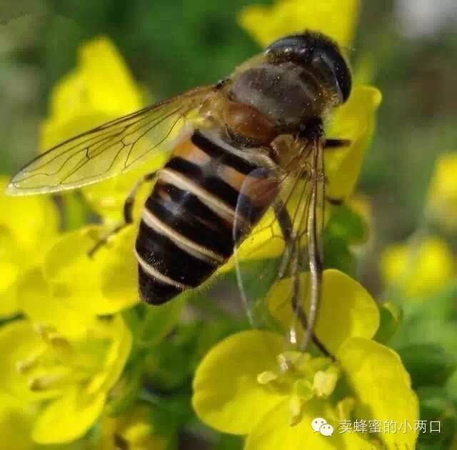 如何辨别真假蜂蜜和蜂蜜保质期