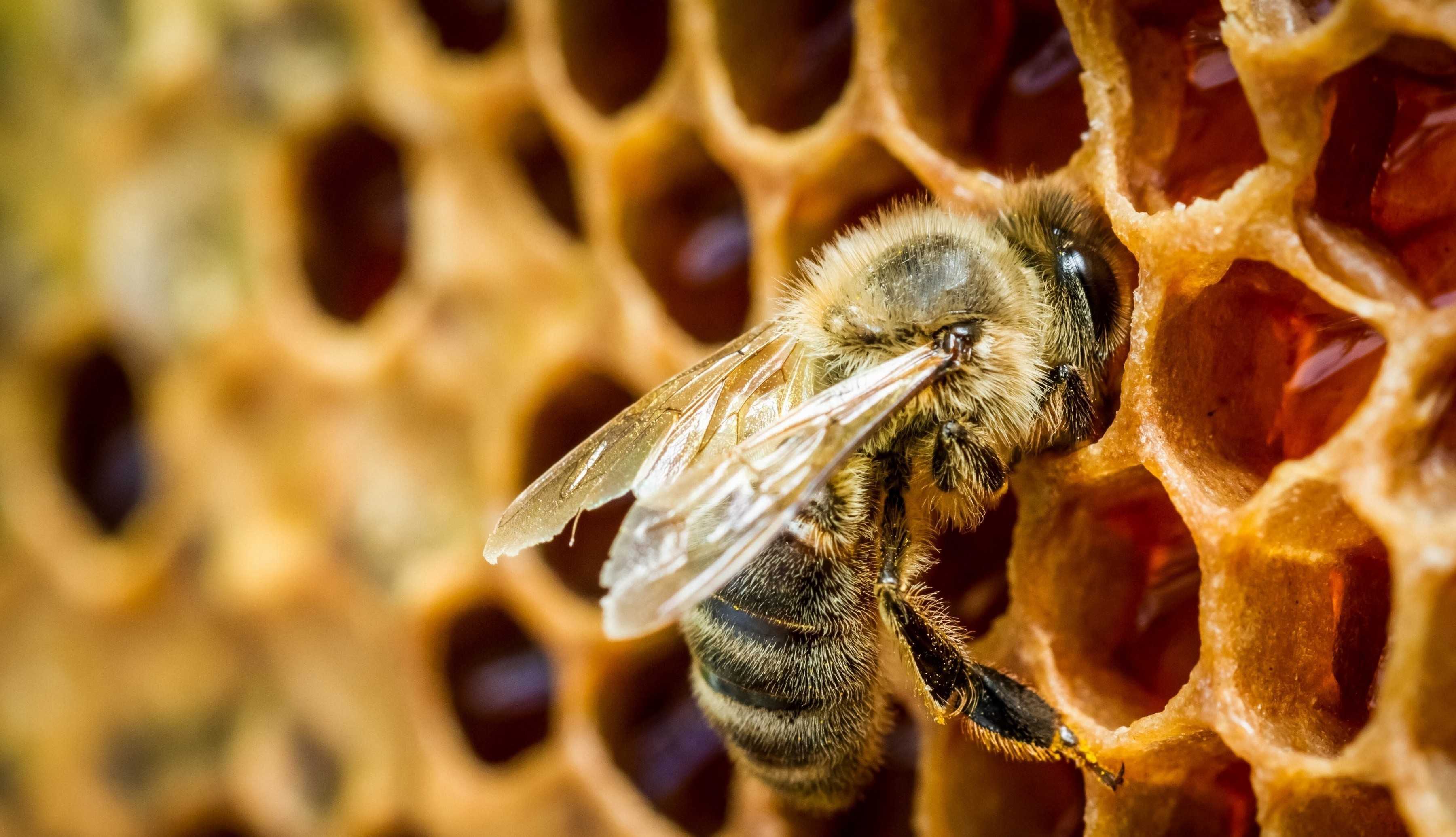 蜂蜜为什么会有气泡，变质了？！