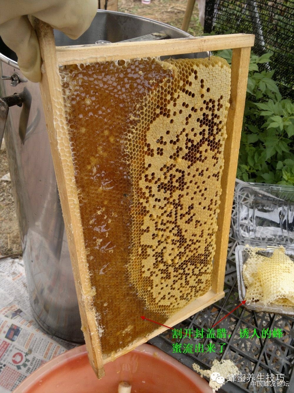 成熟蜂蜜与不成熟蜂蜜究竟有多大区别？