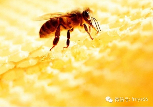 成熟蜂蜜和未成熟蜂蜜