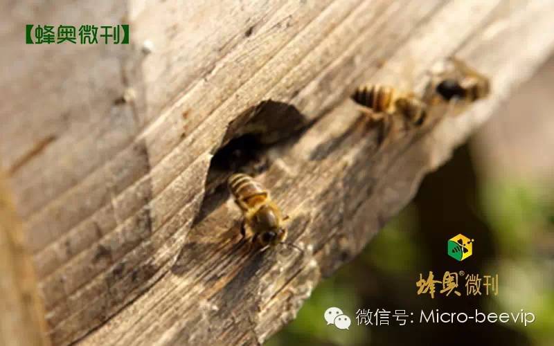 蜂胶的来源：揭示蜜蜂的采集过程