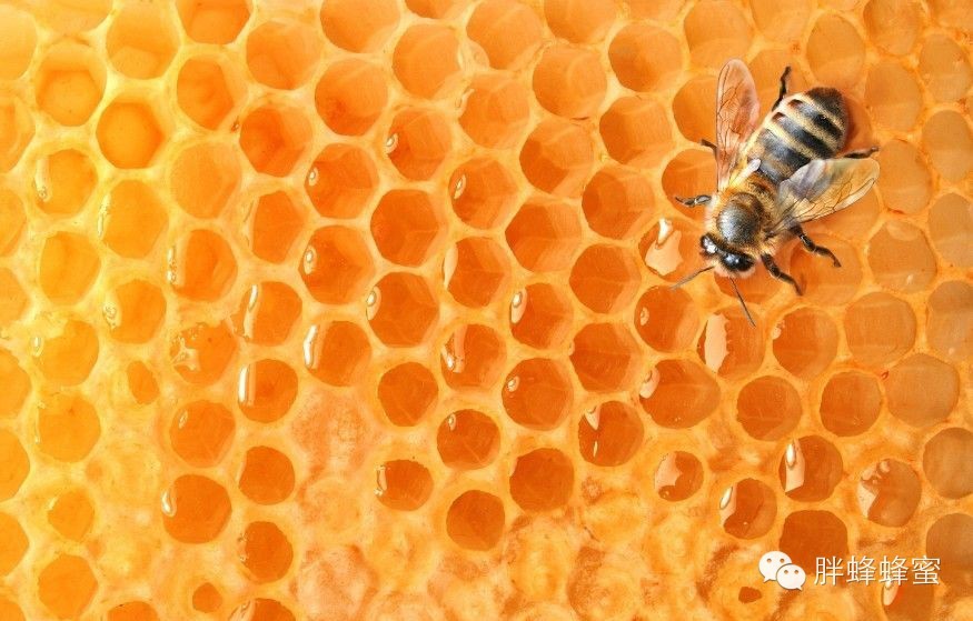 为什么说蜂蜜是一种安全食品