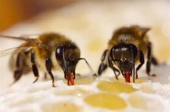 你喝过蜂蜜 但是你了解蜜蜂吗？