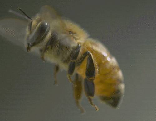 蜜蜂采蜜的过程