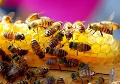 蜂蜜竟可以治这些病？