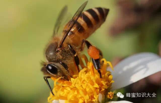 追溯蜂蜜为何具有抗氧化活性