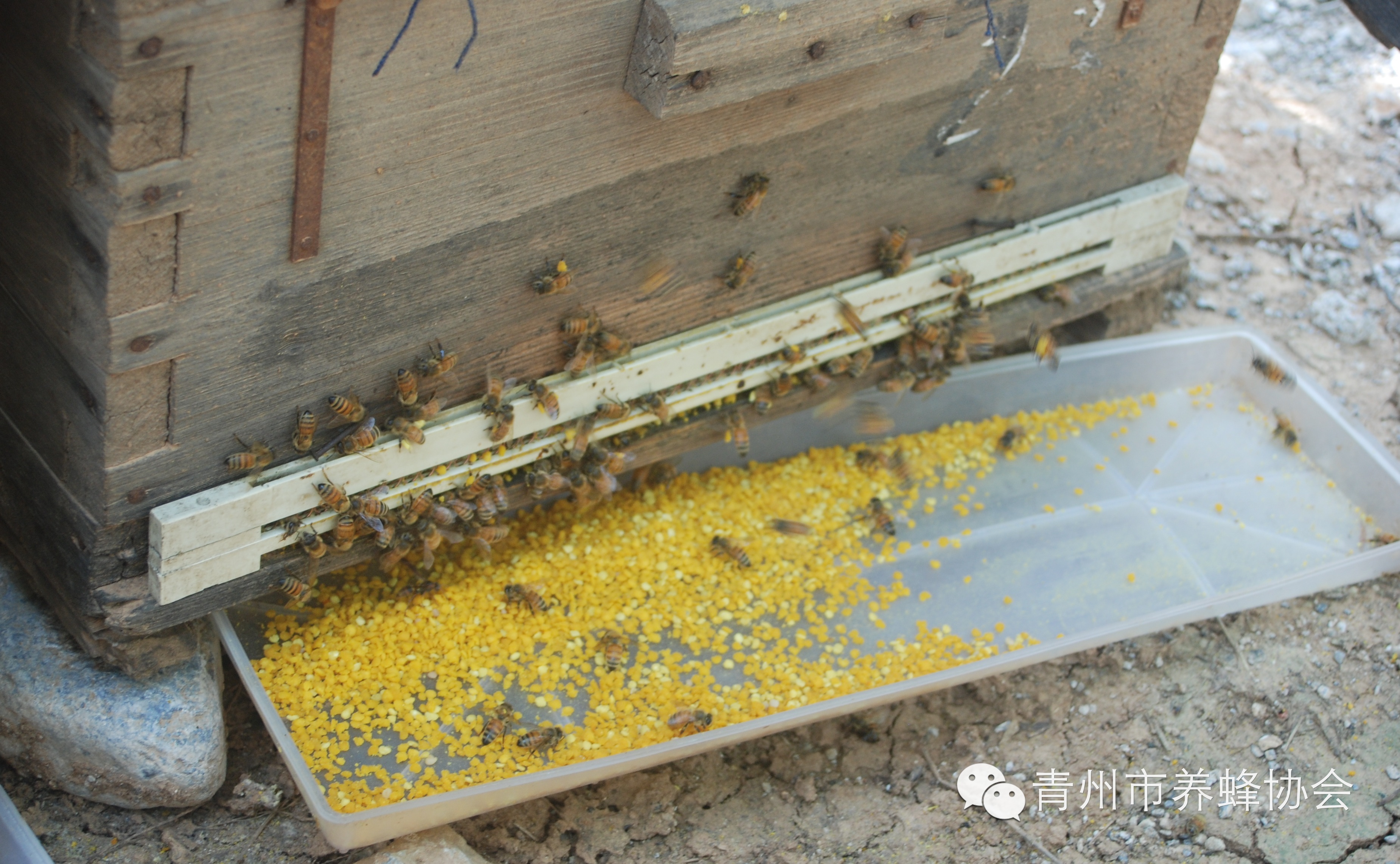 蜂花粉——浓缩的营养库