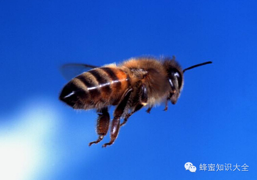 【探索】破解蜜蜂飞行的奥秘
