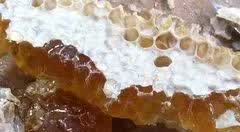 原蜜才富有活性酶，吃原蜜更营养！