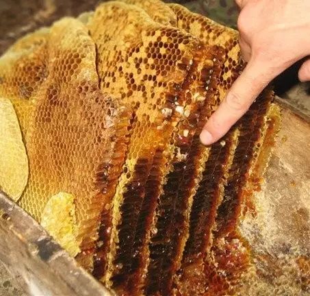 真假蜂蜜如何辨别，再也不怕买到假蜂蜜了！！！