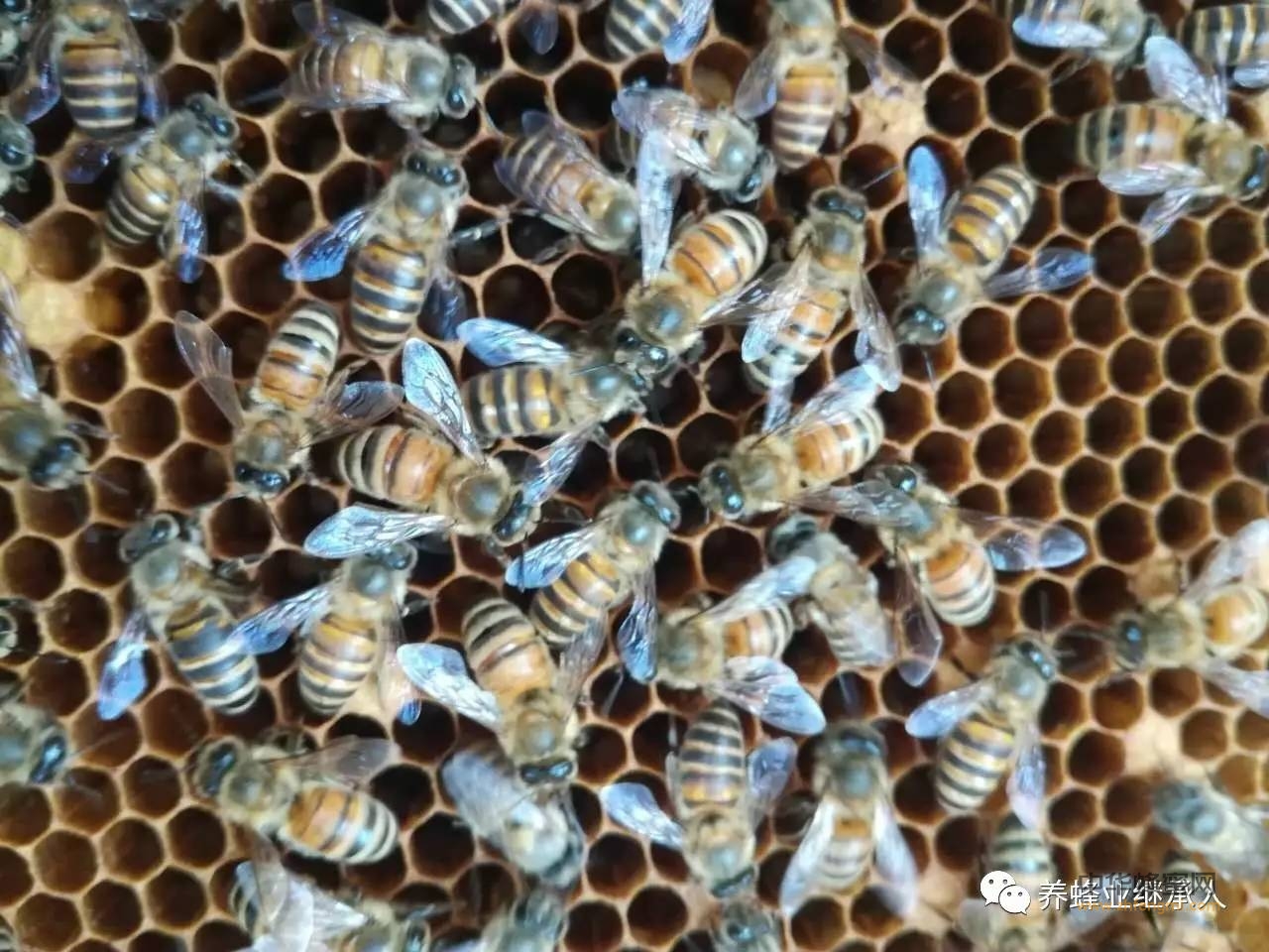 Are Honeybees Endangered? Conservation Status, Threats