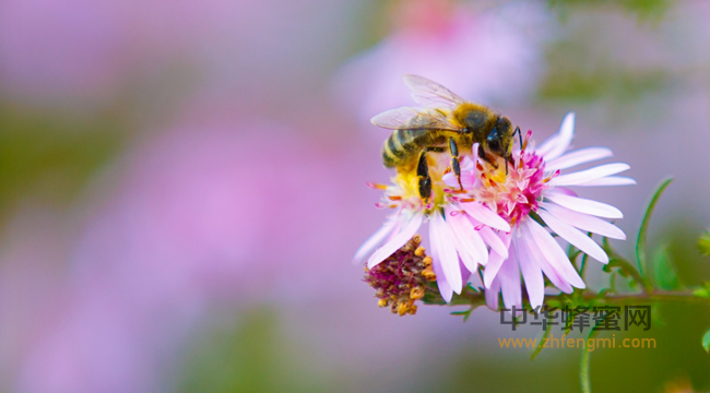 如何用蜂蜜打造极致容颜？