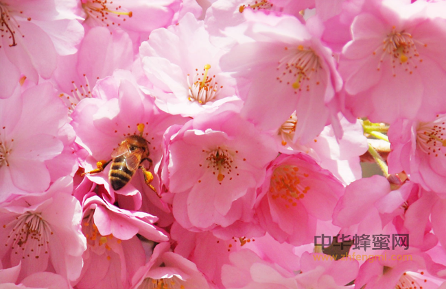 蜂种推介｜吉林省养蜂科学研究所优良蜂种介绍（14）——卡尼鄂拉蜜蜂