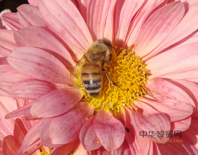 蜂花粉——女人的养生美容圣品