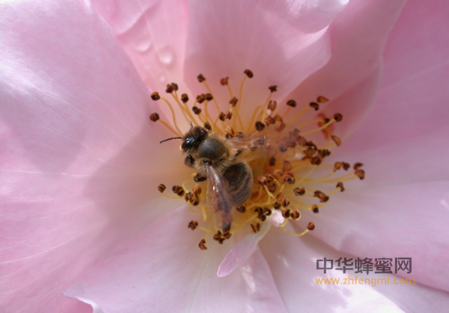 蜂蜜——天然的抗生素