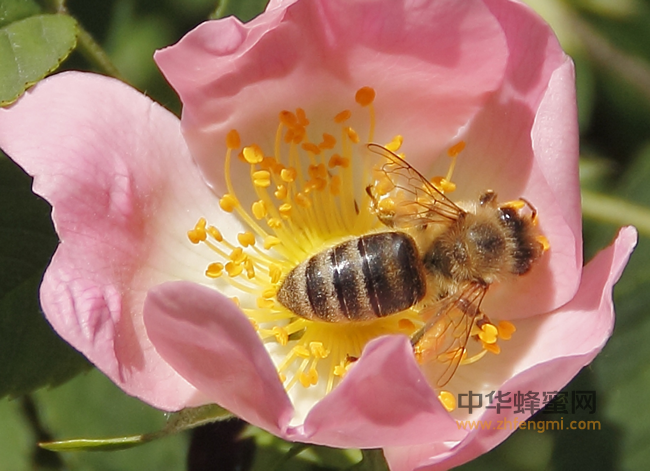 蜂蜜多种，食之有差别，养生各不同！