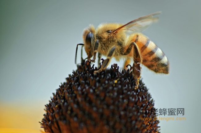 天然成熟土蜂蜜才有的神奇功效