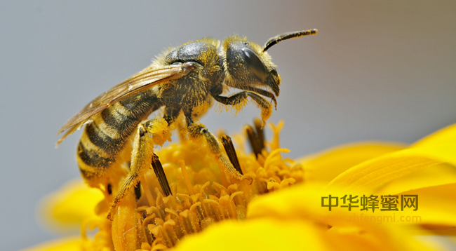 养蜂如何喂蜂群？