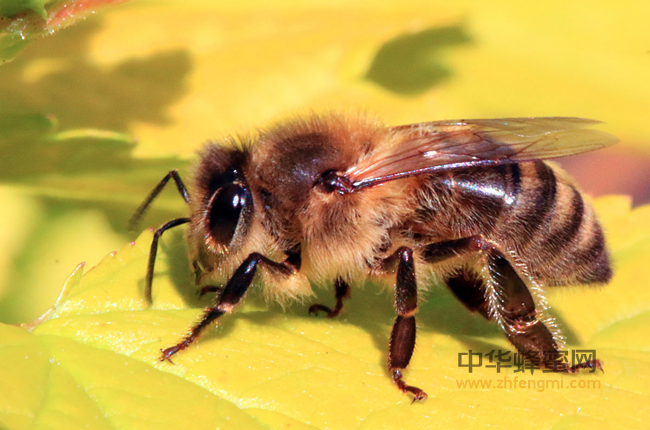 蜂花粉改善肌肤营养，战痘祛斑不停歇！