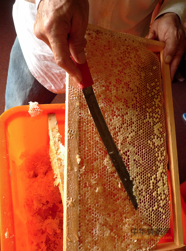 秋冬季节，一个媳妇把蜂蜜倒在白萝卜上后，结果很多医生都下岗了