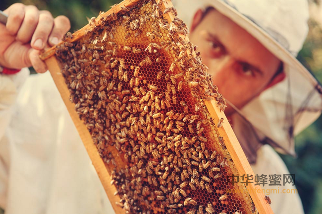 蜂蜜是爱美女生的天生闺蜜