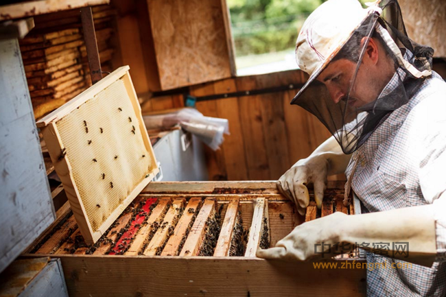 【揭秘】十大长寿职业，为何养蜂人第一？