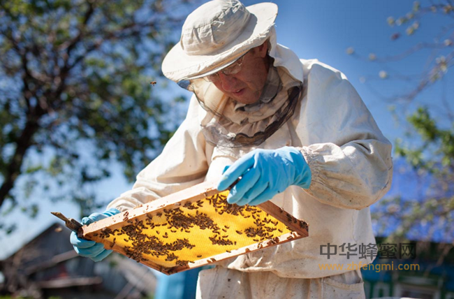 养蜂人为啥能长寿