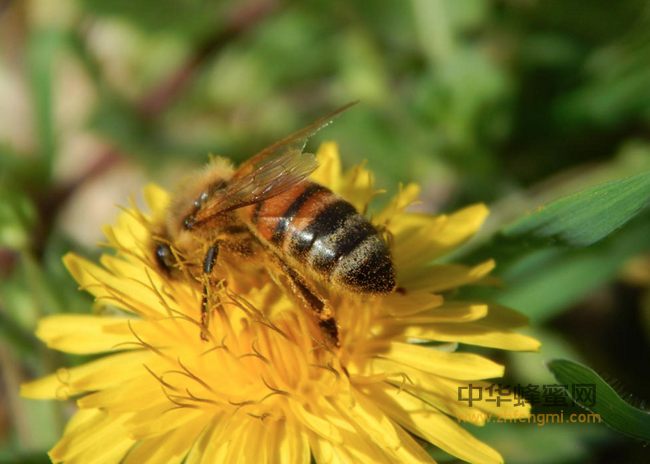 【蜂蜜篇】蜂蜜的功效与作用，喝蜂蜜水的好处，转发出去让更多人知道
