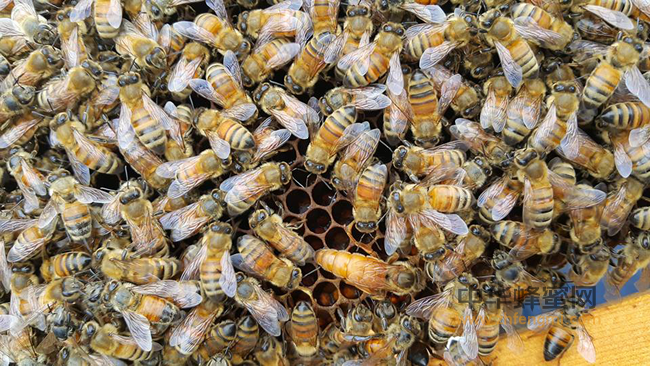 蜂蜜竟可以治这些病？