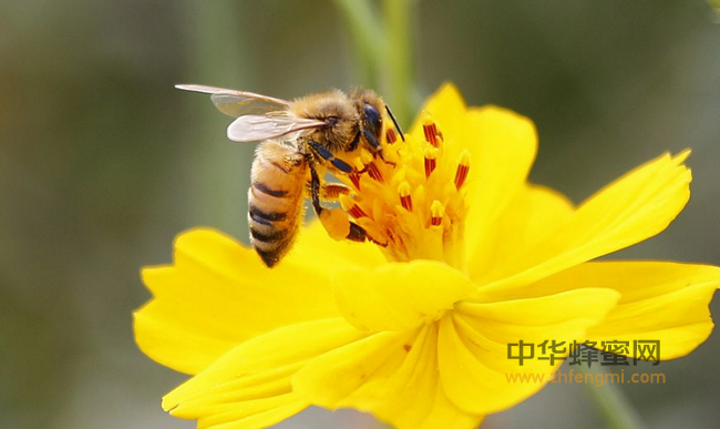 蜂胶是如何减肥的？
