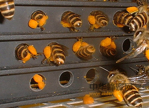 蜜蜂的育种与繁殖，蜂种退化的原因