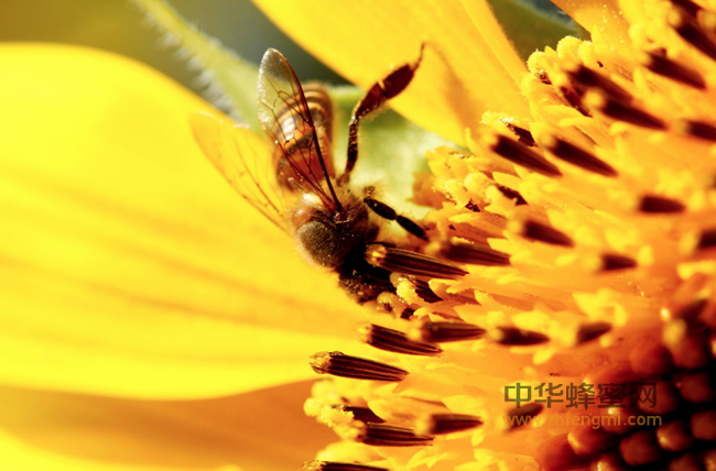 蜂蜜中的“酶”到底是什么？