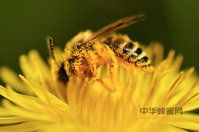 蜂王浆是理想的天然保健品！