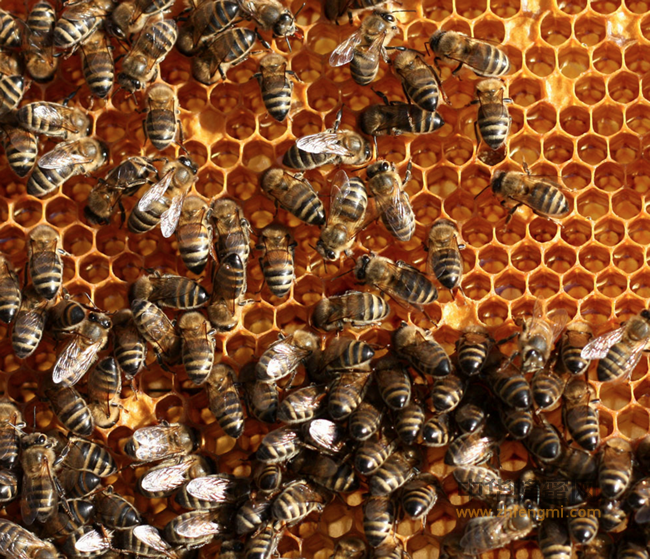 蜂蜜∣爱美之心，人皆有之！