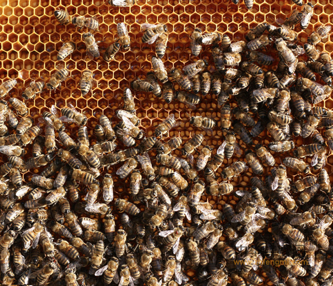 蜂蜜清除自由基抗衰老
