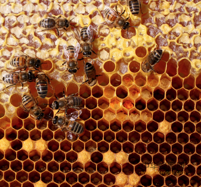 蜂蜜有气泡是不是假的？蜂蜜为啥产生气泡？