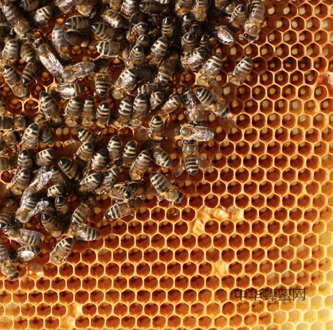 天然的“抗癌食品”蜂产品，常食用疾病远离你