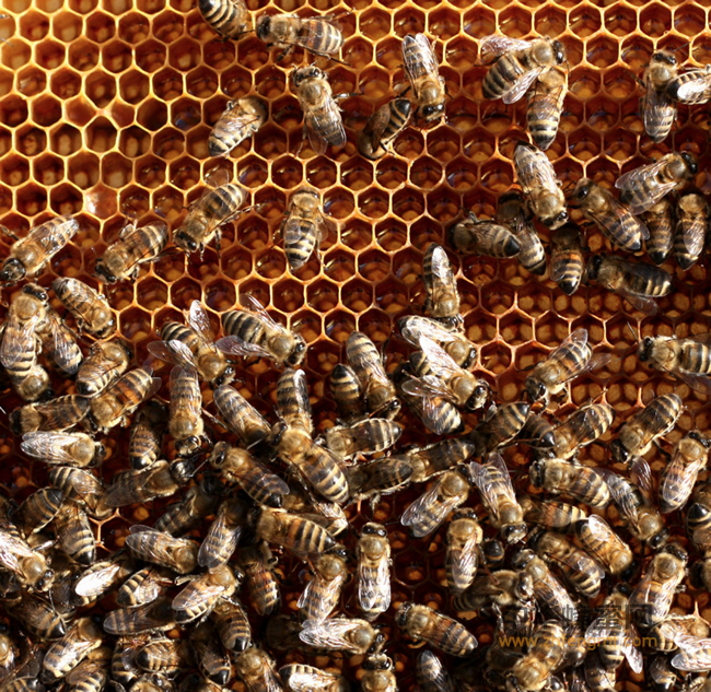 蜂蜜，是如何补钙的