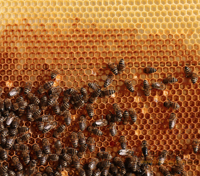 跟踪蜜蜂一研究昆虫习性的新方式