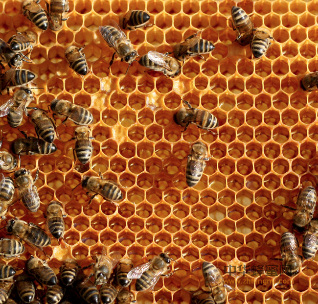 冬季这时候正出这种蜂蜜，比人参还珍贵；蜂农都很难喝到