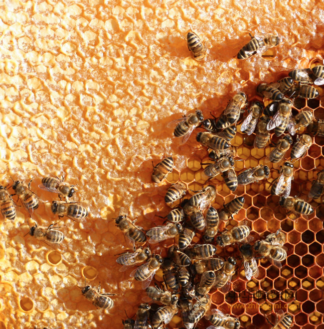 老年斑克星——蜂花粉，为长辈收藏