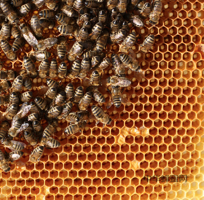 为什么说蜂蜜是家里的小药箱？